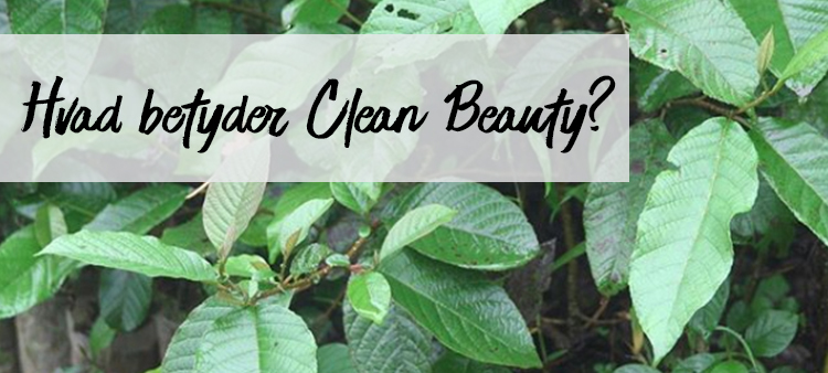 Hvad betyder ordet CLEAN inden for beauty?